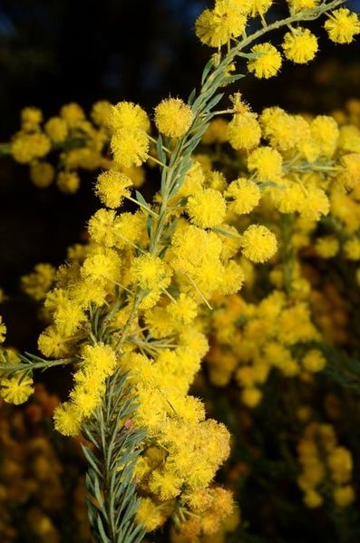 Archivo:Acacia conferta 3.jpg