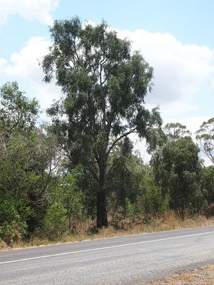 Acacia fasciculifera.jpg