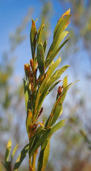 Archivo:Acacia lysiphloia 3.jpg