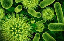 Bacterias2.jpeg