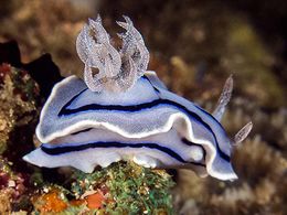 Chromodoris-willani.jpg
