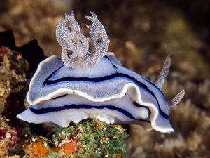 Chromodoris-willani.jpg