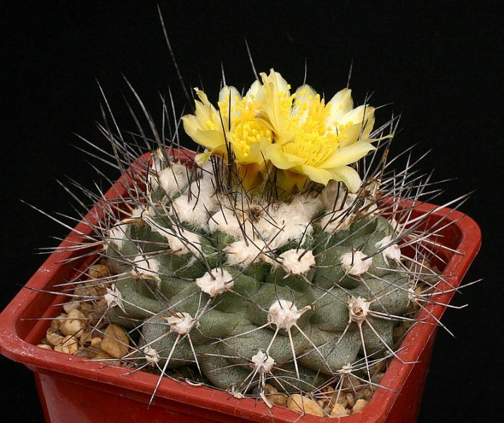 Archivo:Copiapoa humilis01.JPG