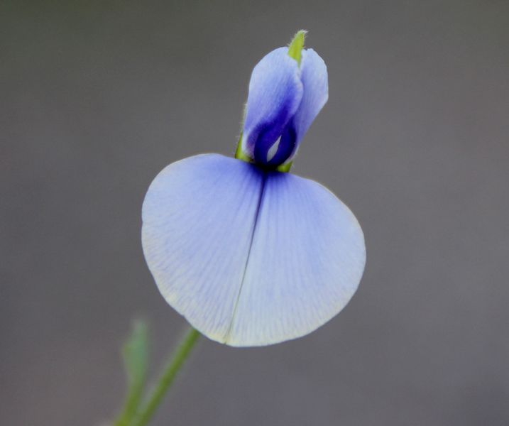 Archivo:Crotalaria bifaria 3.jpg