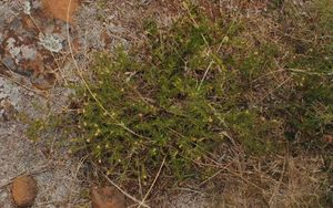 Croton cuchillae-nigrae.jpg