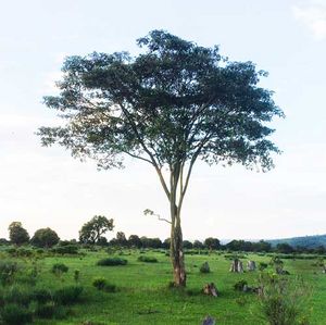 Croton megalocarpus.jpg