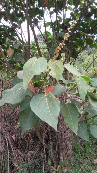 Archivo:Croton purdiei.jpeg