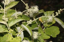 Croton yucatanensis.jpg