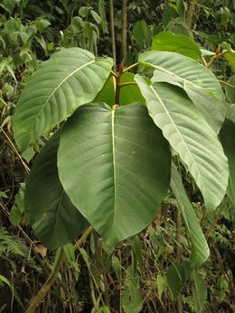 Ficus cuatrecasasiana.jpeg