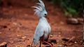 Kagu 1.jpg