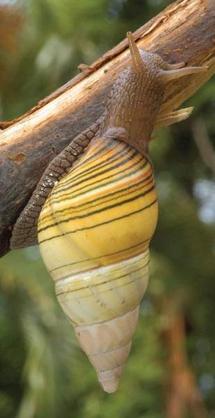 Archivo:Liguus flammellus.jpg