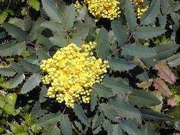 Mahonia aquifolium.jpg