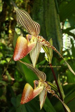 Oro de Kinabalu.jpg