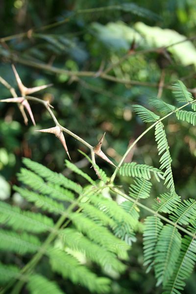 Archivo:Acacia collinsii 3.jpg