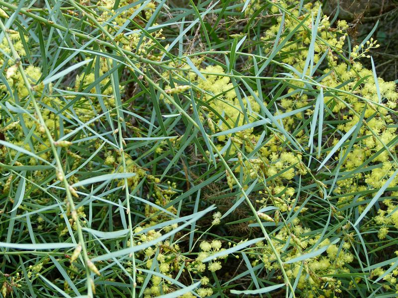 Archivo:Acacia iteaphylla 2.jpg
