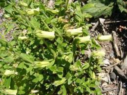 Campanula bravensis.jpg