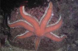 Estredhod2.jpg