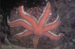 Estredhod2.jpg