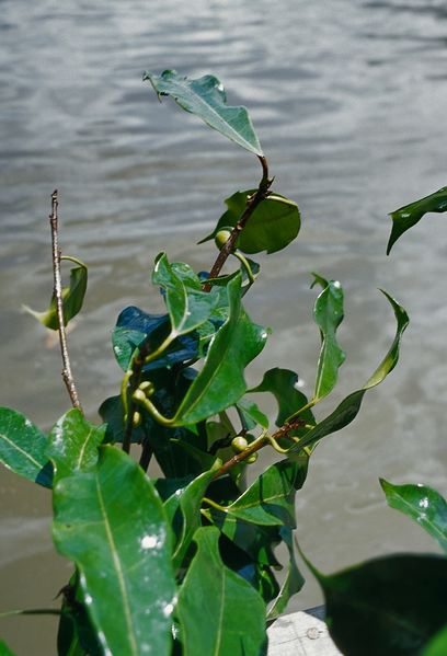 Archivo:Ficus conraui 1.jpg