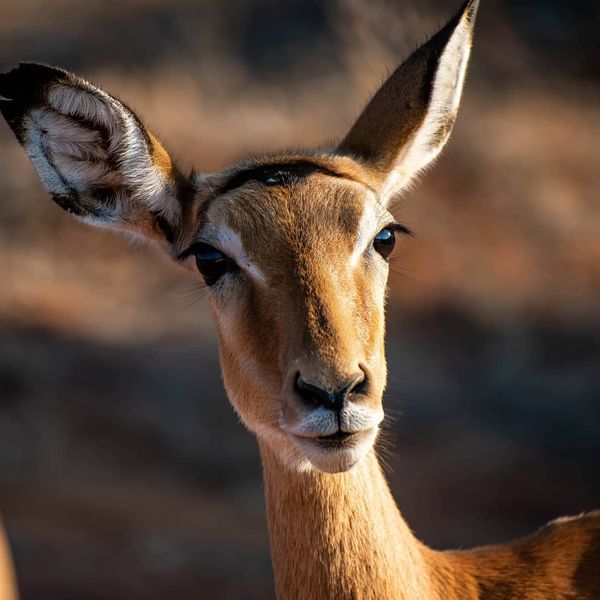 Archivo:Impala hembra.jpg