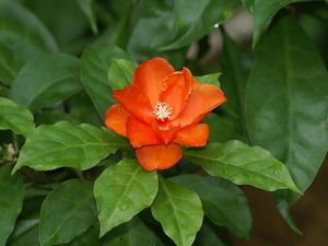 Pereskia-bleo-en-flor-5.jpg