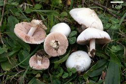 Volvariella.jpg