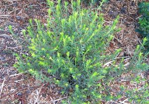 Agathosma ovata 2.jpg