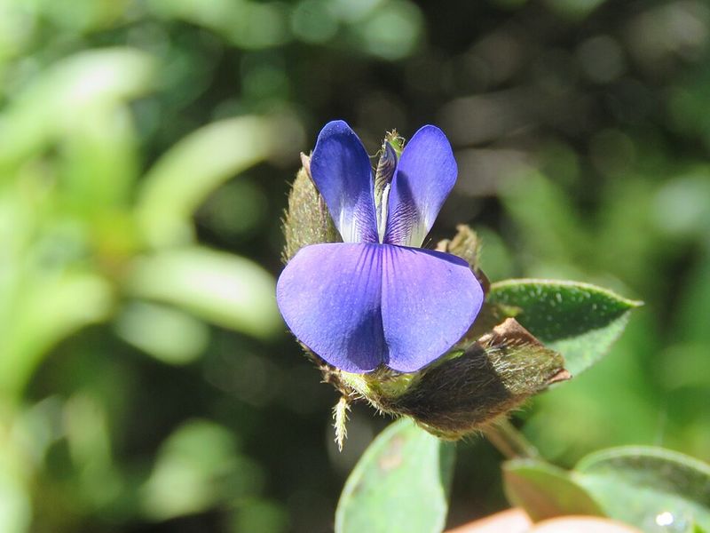 Archivo:Crotalaria sessiliflora.jpg