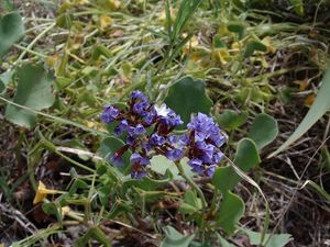 Limonium benmageci.JPG