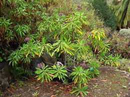 Limonium dendroides.JPG
