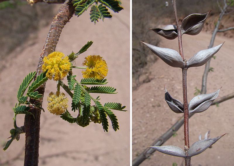 Archivo:Acacia cochliacantha 1.jpg