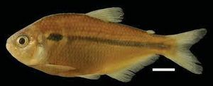 Astyanax villwocki.jpg