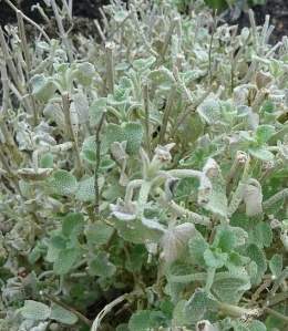 Ballota pseudodictamnus.jpg