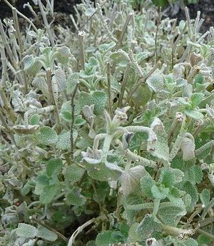 Ballota pseudodictamnus.jpg