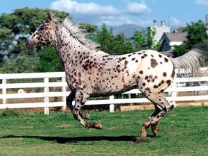 Caballo-appaloosa.jpg