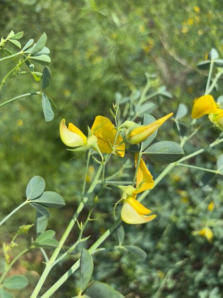 Archivo:Crotalaria longidens 2.jpg