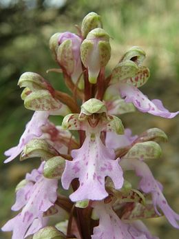 Himantoglossum metlesicsianum.jpg