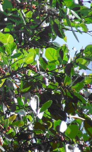 Ilex bahiahondica.jpg