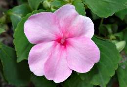 Impatiens-walleriana.jpg