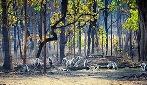 Pench-national-park2.jpg