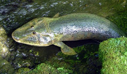 Tiktaalik.jpg