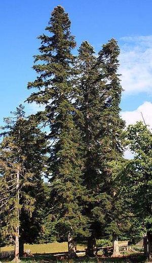 Abies nordmanniana.jpg
