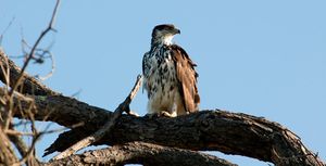 Aguila-azor-africana.jpg