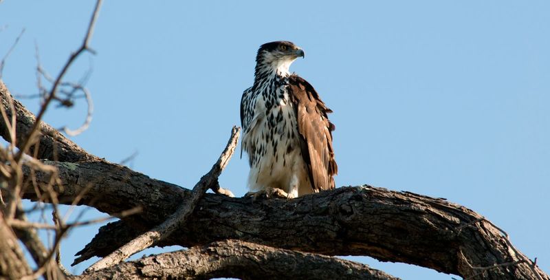 Archivo:Aguila-azor-africana.jpg