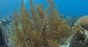 Bipinnate Sea PlumesPseudopterogorgia bipinnata0352.jpg