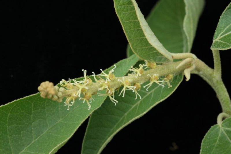Archivo:Croton xalapensis 2.jpg