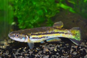 Cynodonichthys weberi.jpg