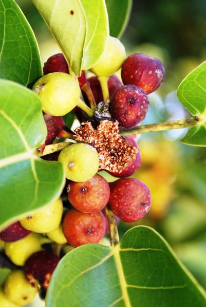 Archivo:Ficus grevei fruto.jpg