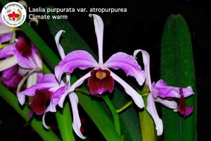 Laelia purpurata var ml.jpg