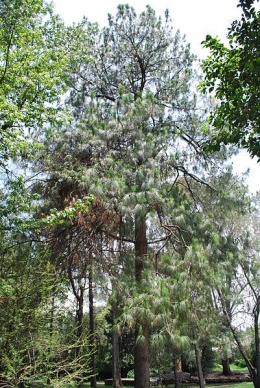 Pinus pseudostrobus.JPG